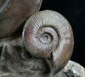 Large Lytoceras Ammonite Sculpture - Tall #7989-4